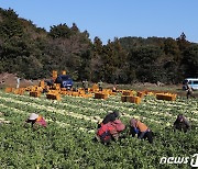 겨울무 수급안정 위해 6000톤 정부수매 시작