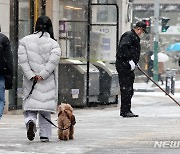 강아지의 눈 내리는 산책길