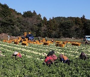 가격 폭락 '겨울무 수급 안정'…aT, 6천t 수매 착수