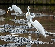 USA ANIMALS ALLIGATORS