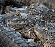 USA ANIMALS ALLIGATORS