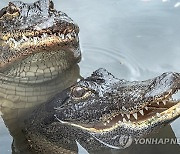 USA ANIMALS ALLIGATORS