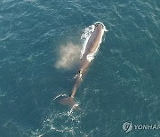 우리바다서 유영하는 향고래