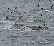 동해서 발견된 참돌고래 무리