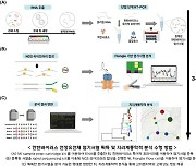 3시간 안에 한탄바이러스 감염 진단법 개발