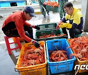 '강원 vs. 경북' 대게 조업분쟁 해소… 수산업법 시행령 개정