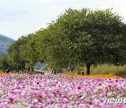 연간 50만명 찾는 '악양둑방'에 마켓거리 조성…함안군, 주민공청회