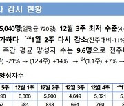 코로나 양성, 1월2주차 5040명…JN.1 변이, 9주 연속 증가