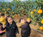 포항 바나나와 한라봉, 농장직송으로 즐기는 신선한 맛 최고