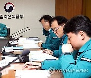 파주 양돈농가서 아프리카돼지열병 발병