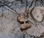 원앙 부부의 휴식