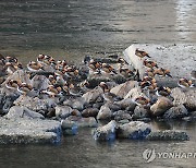 성동교 밑 원앙 무리