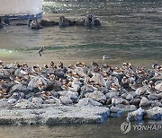 성동교 밑에 모인 원앙