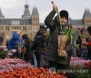 Netherlands Tulips