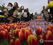 Netherlands Tulips