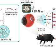 국내 연구진, 망막질환 염증 억제 하이드로젤 개발