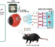 KIST, 실명유발 염증 속도완화 `하이드로젤` 개발