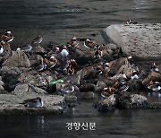 천마리 넘던 중랑천 천연기념물 원앙, 막개발에 60% 급감···‘2차가해’ 수난까지