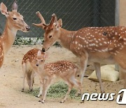 '야생사슴이 주차한 차 파손' 정부에 구상권청구 보험사…재판 결과는