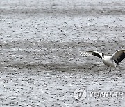 강화 갯벌에서 먹이찾는 두루미