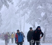 눈꽃 산행은 못 참지