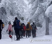 대관령의 겨울 추억 '눈꽃 산행'