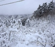 설국 대관령