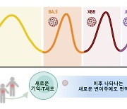 코로나바이러스 새로운 변이 나타나도 ‘기억 T세포’가 우리 몸 지켜준다