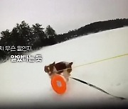 [오늘의 영상] 주인 지켜!! 구조 도구 건네자 반려견이 보인 놀라운 행동