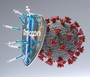 “오미크론 돌파감염 형성 면역세포” 새 변이 중증 진행 막는다