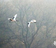 [포토 에세이]겨울 손님