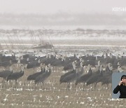 사라져 가는 철새 쉼터…‘천수만 모래톱’ 어쩌나