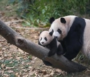 푸바오의 고향은 용인 포곡, “작별인사 차마 못하겠다”