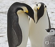 Emperor Penguins