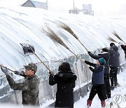 폭설에 비닐하우스 제설