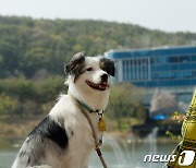 "이젠 개 '코'로 안다"… 비문 기반 반려견 등록 서비스 출시