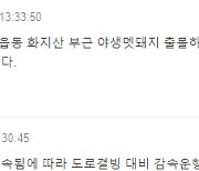 부산시내 멧돼지 출몰...부산진구, 주민들에게 안전 당부