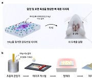 KAIST, '뼈 반창고' 역할하는 신소재 개발