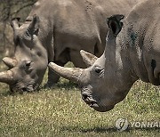 Kenya Rhino IVF Pregnancy