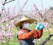 "과일 생육상황 관리"…농식품부, 농진청 등과 협의체 구성