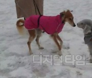 꼬리치는 우리 `댕댕이`…과연 행복해서?