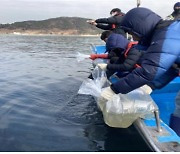 가덕도 인근 해역에 어린 대구 200만 마리 방류 예정