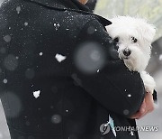 집주인 몰래 반려견 키우면 집에서 쫓겨날까