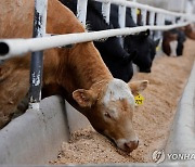 英·캐나다 FTA 협상 중단…호르몬 쇠고기 수입 갈등