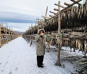 영하 20도 혹한기, 명태 3000만 마리엔 ‘황금기’