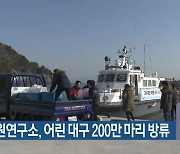 수산자원연구소, 어린 대구 200만 마리 방류