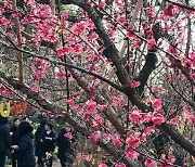 ‘봄의 전령’ 매화, 제주에서 활짝