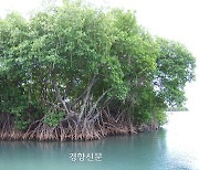 동남아 ‘맹그로브 숲’, 전남서도 보게 될까?…기후변화에 신안서 시험 재배 재추진