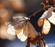 [포토친구] 힘겨운 겨울나기