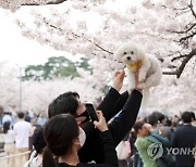 “바가지요금 업체·대표 실명 공개”…새롭게 변신한 국내 최대 벚꽃축제